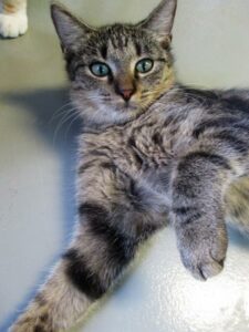 Domestic Short Hair