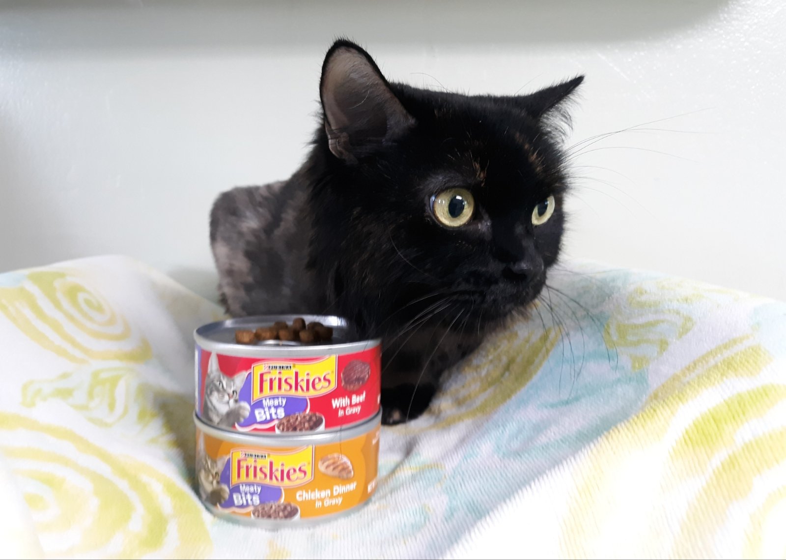 Satchel's Last Resort Rescue and Sanctuary