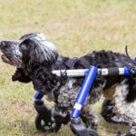 Arthur in his wheelchair side view