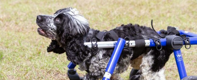 Arthur in his wheelchair side view