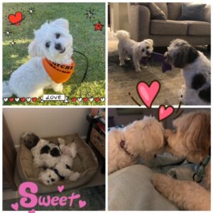 Four cute pics of Charley