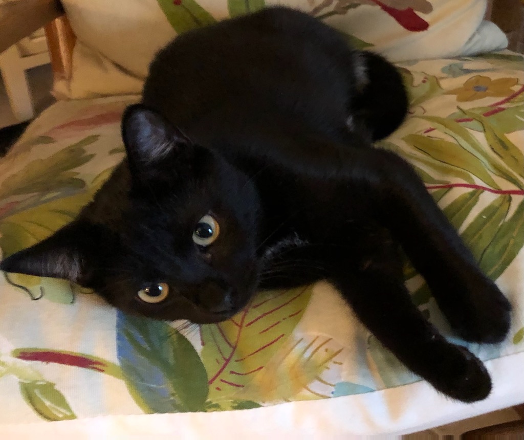 Comanche laying on a pillow sdeways posing.