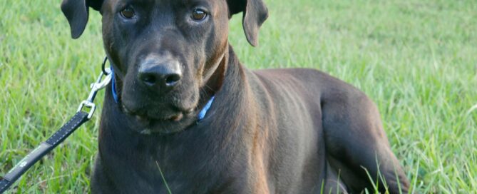 Gorgeous Coop laying in the yard - full face view.