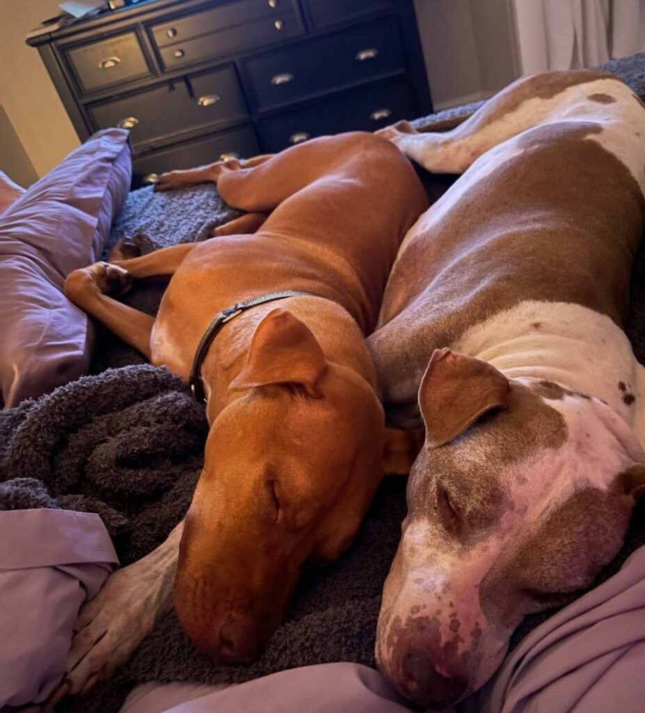 Hondo snuggling with canine sibling Howard