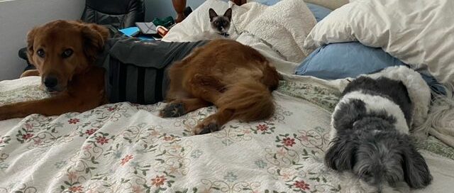 Marzipan on the bed with her feline and canine siblings