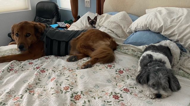 Marzipan on the bed with her feline and canine siblings