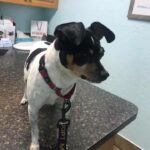 Papi on the exam counter at the vet's office