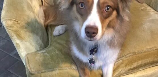 Penny posing laying on a chair in her new home.