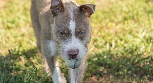 Tramp running in the yard