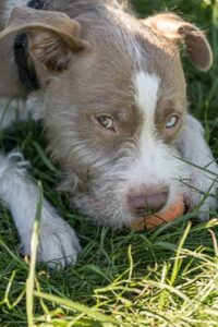 A facial picture of Tramp