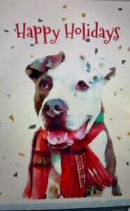 Happly Holidays with Harley wearing a scarf picture