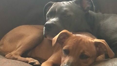 Annie and Lexi laying together. Annie's head on Lexie's back