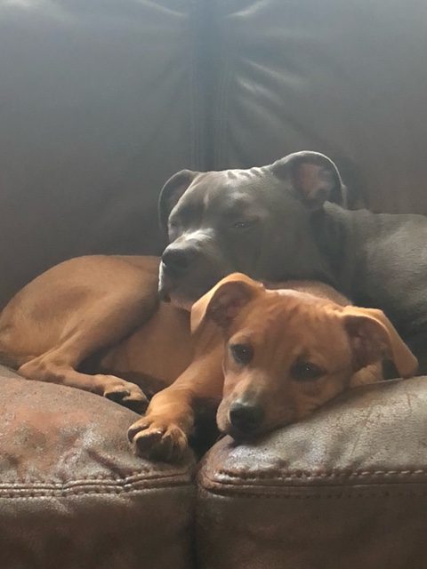 Annie and Lexi laying together. Annie's head on Lexie's back