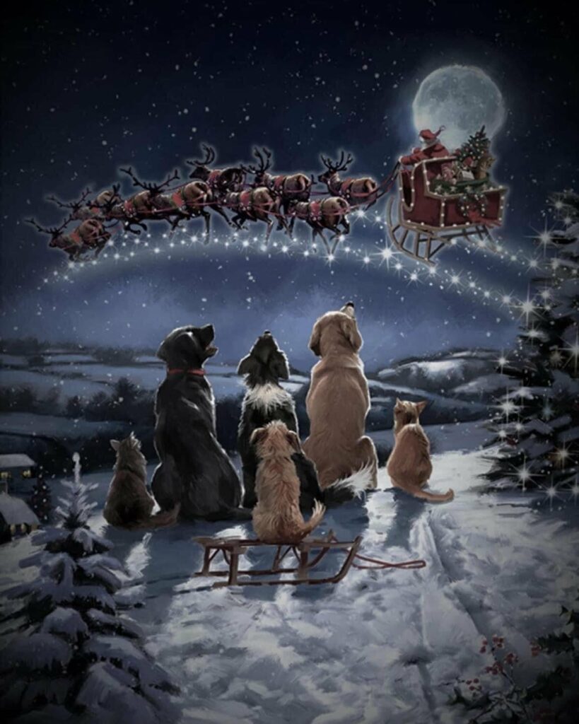 Dogs andcadts looking into the sky as Santa and his reindeers flly by.