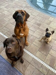 Ben with his canine siblings, Oakley and Remi