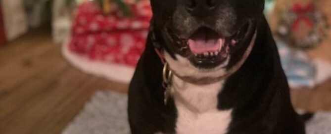 Bonnie sitting in front of the Christmas tree