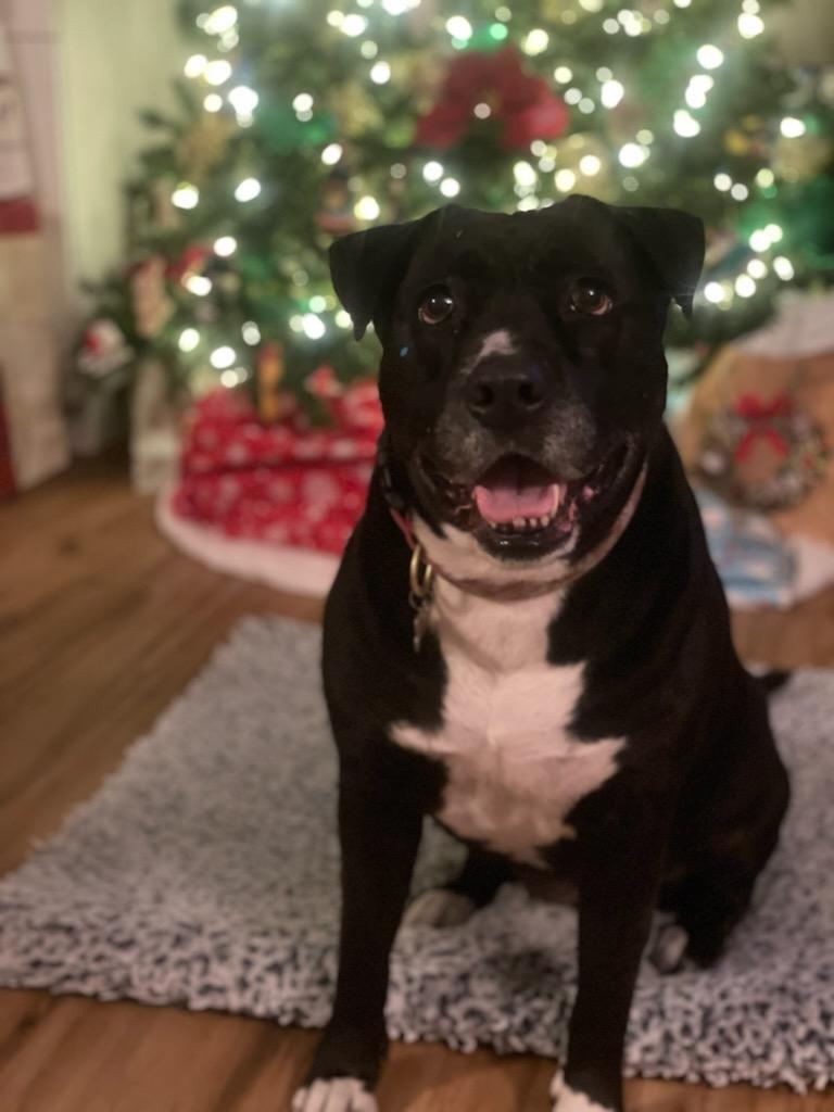 Bonnie sitting in front of the Christmas tree