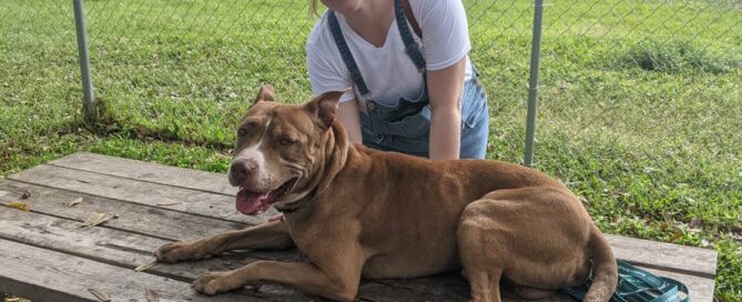 Boulder laying on the picnic with his new adoptive mom standing by