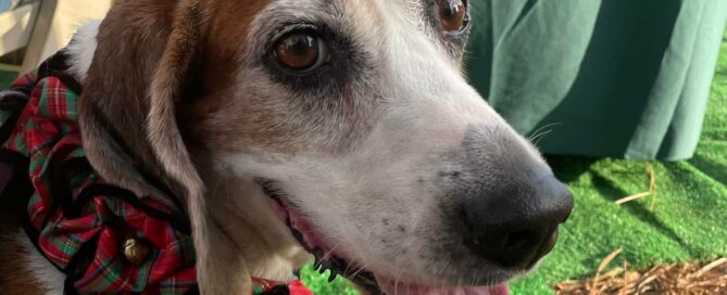 Facial pic of Duke with a Christmas scarf around his neck.