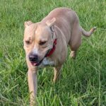 Honey Bear walking through the grass