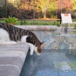 Jack (now Louis) watching something in the pool.. Leaning of the edge.