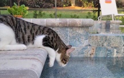 Jack (now Louis) watching something in the pool.. Leaning of the edge.