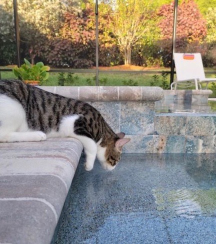 Jack (now Louis) watching something in the pool.. Leaning of the edge.