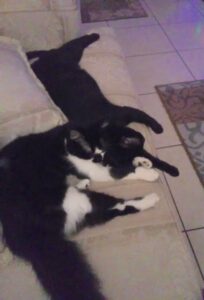Jason (now Jasper) and Cleo laying together.