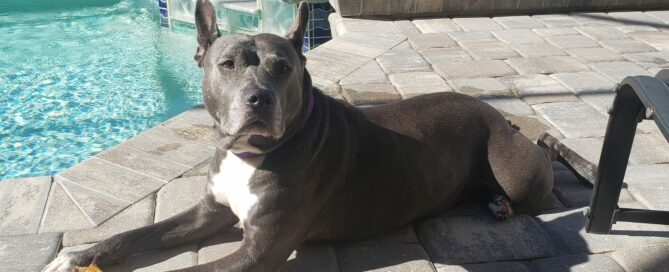 Loca in a laying position on the lanai, head up looking the camera