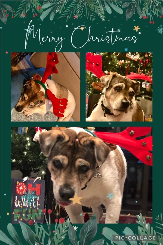 Christmas card with 3 pics of Paco wearing antler ears.
