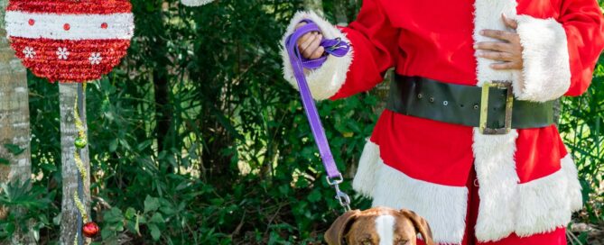 Rocket sitting on leash beside a standing Santa.