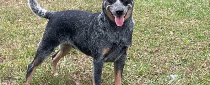 Ruger standing tall in the yard