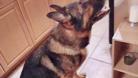 Sia (now Sam) sitting in the kitchen looking up.