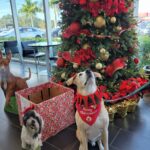 Walter beside the holiday box and Christmas tree at Sunset Cadillac of Sarasota