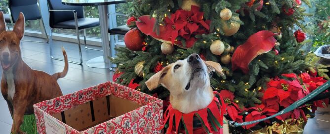 Walter beside the holiday box and Christmas tree at Sunset Cadillac of Sarasota