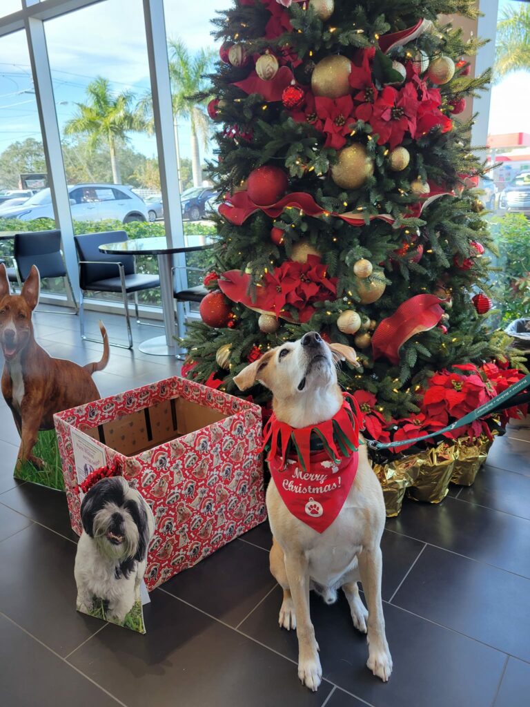 Walter beside the holiday box and Christmas tree at Sunset Cadillac of Sarasota