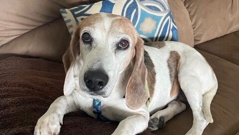 Sweetie laying on the couch.