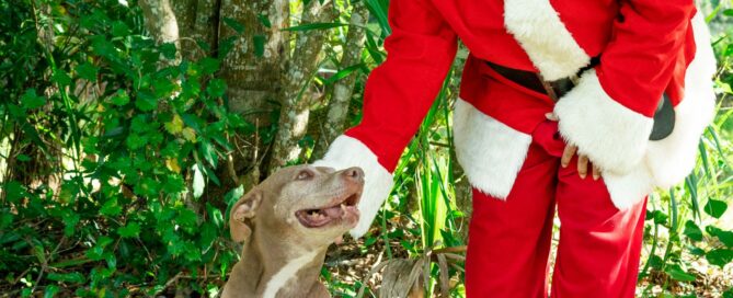 Tonka sitting beside Santa looking up at him.