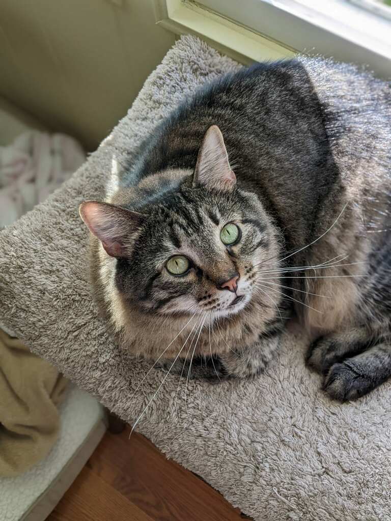 Abby on the chair looking up at the camera.