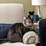 Abby posing on the arm of a chair.