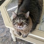 Abby chilling on a chair.