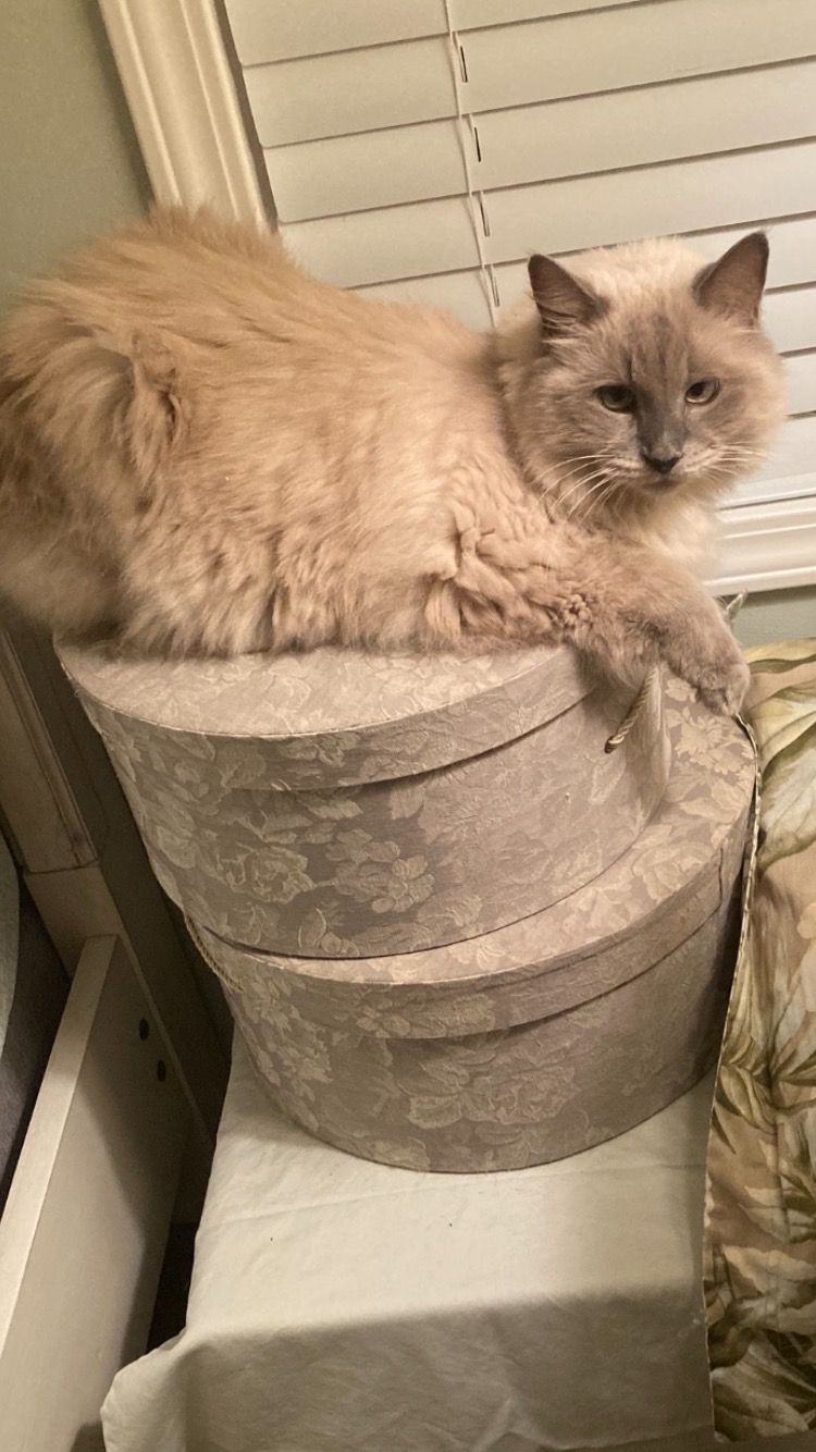 Bella on her favorite hat boxes.