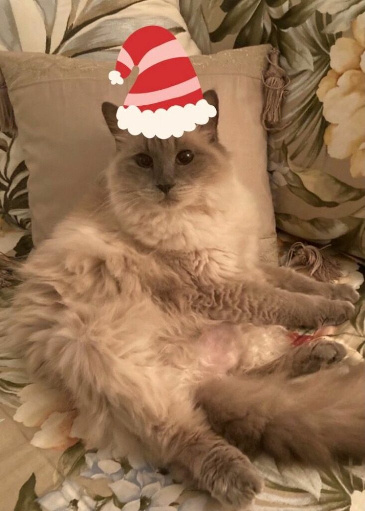 Beautiful Bella posing with a Christmas hat on.