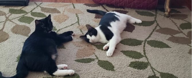 Charra (Twinkle Toes) and Manchas (Ms Moo) laying on the floor rug together.