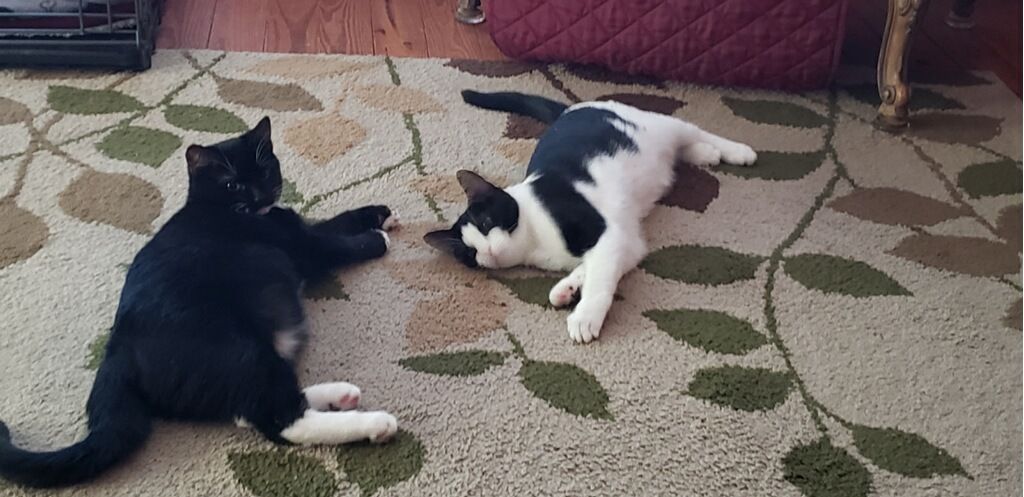 Charra (Twinkle Toes) and Manchas (Ms Moo) laying on the floor rug together.