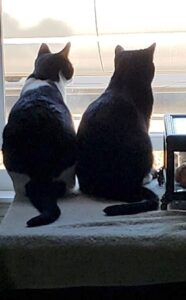 Charra (Twinkle Toes) and Manchas (Ms Moo) sitting together.