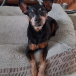 Figgy on a dog bed in his foster home.