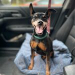 Figgy sitting in the front passenger seat of a car.