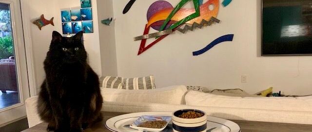 Gravy Face (now Grady) sitting on the his feeding table with his platter of food.