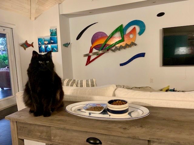 Gravy Face (now Grady) sitting on the his feeding table with his platter of food.